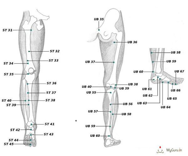 Leg Acupressure Points Chart